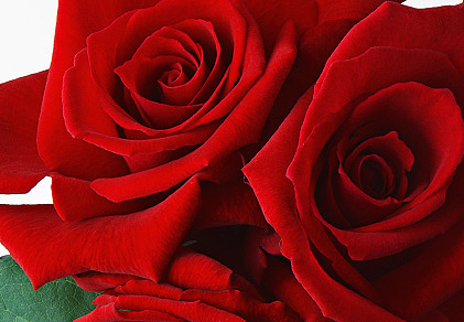 Rosa Bellissima